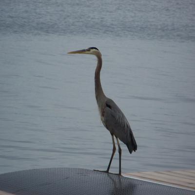 a bird standing on the edge of a body of water