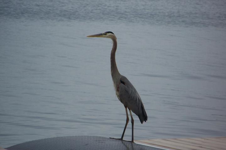 a bird standing on the edge of a body of water