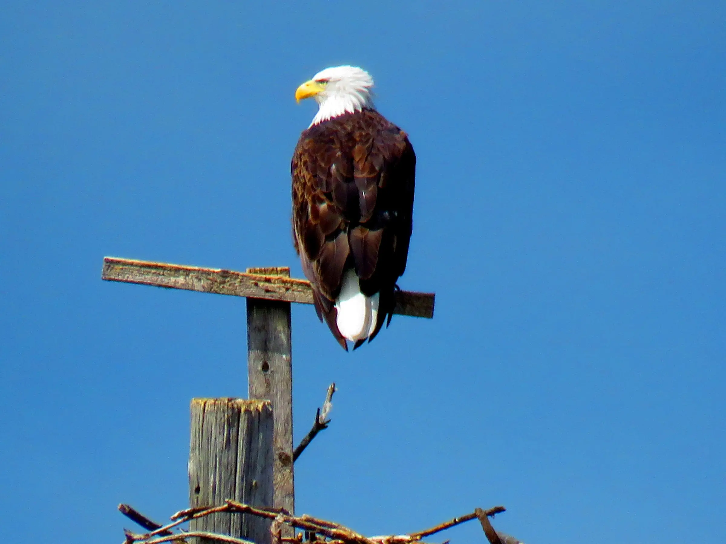 a bird sitting on top of a wooden post