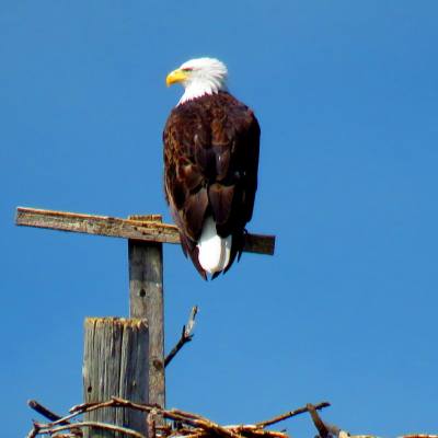 a bird sitting on top of a wooden post
