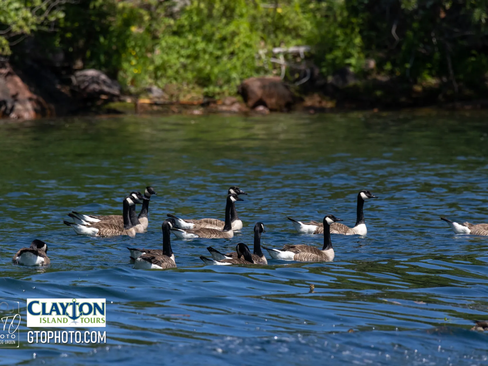 a flock of seagulls are swimming in a body of water