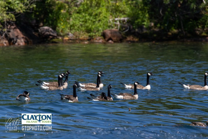 a flock of seagulls are swimming in a body of water