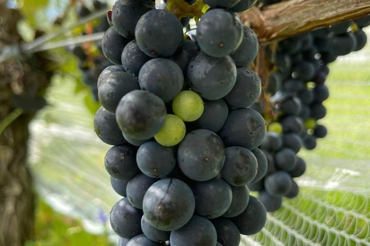 a close up of a fruit