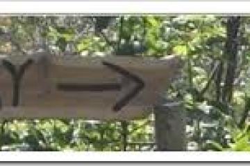 a tree next to a window